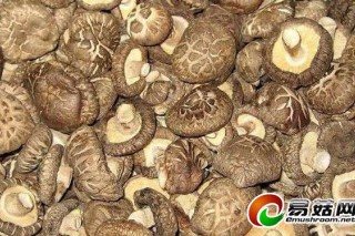 金融機(jī)構(gòu)推出“菇農(nóng)貸”新型政策為食用菌產(chǎn)業(yè)提供支撐 ()