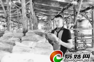 蘑菇種植取“真經(jīng)”　綠色無污染食用菌銷路旺 ()