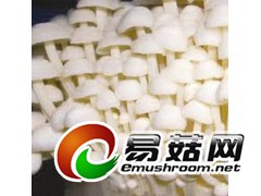 大量求购金针菇图1