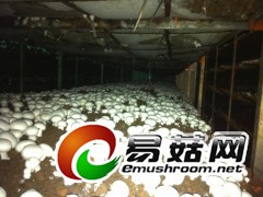 全年温控菇房生产双孢蘑菇2796品种图2