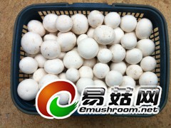 全年温控菇房生产双孢蘑菇2796品种图3