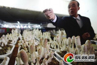 湘潭老板將蘑菇擺成“盆景” 1畝地抵過去4畝 ()