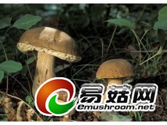 求购美味牛肝菌图1