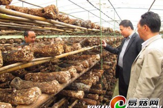 西鄉(xiāng)：省園藝站站長巨海林來我縣調(diào)研食用菌發(fā)展情況 ()