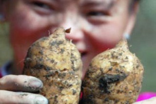 貴州野生天麻伴生菌種單個(gè)重達(dá)0.5千克 ()