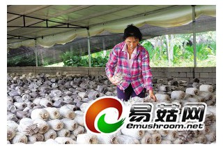 海南翰林鎮(zhèn)蘑菇種植基地創(chuàng)下畝年產(chǎn)值68萬元的驚人收益 ()