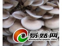 求购松露羊肚菌松茸老人头等图3