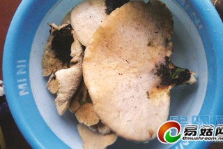 海龍囤長出臉盆大野生蘑菇 單朵重達(dá)一斤多 ()