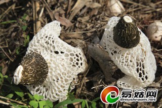 四川長寧竹蓀示范基地實(shí)現(xiàn)產(chǎn)銷對(duì)接產(chǎn)值達(dá)4億以上 ()