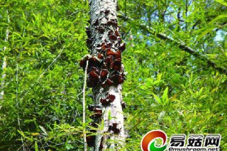 10米高的樹干上發(fā)現(xiàn)黑木耳 ()