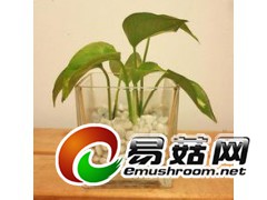 批发加工定做玻璃瓶玻璃水养方缸图3