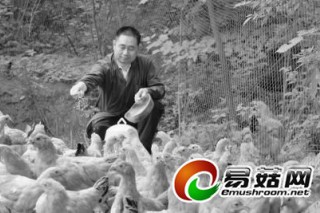 靈芝土雞助他變身千萬富翁 ()