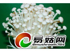 求购低价金针菇图1