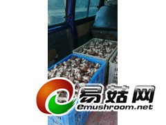 大量新鲜香菇求合作图1