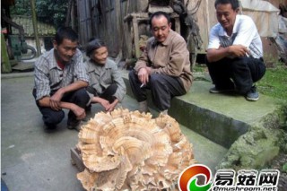 四川農(nóng)民森林發(fā)現(xiàn)44斤重天然蘑菇 ()
