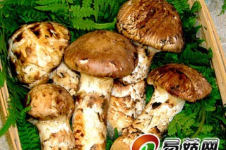 大阪府松茸面臨滅絕 被列入瀕危物種 ()