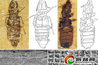 1.25億年前的隱翅蟲唯一“食譜”是蘑菇 ()