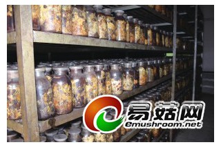 餓狼出沒昭通天麻亂麻麻 ()