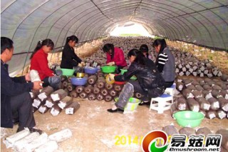 商州：北寬坪鎮(zhèn)首個平菇產(chǎn)業(yè)園落地建設(shè) ()