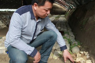 麗水食用菌專家“揚(yáng)長避短”育平菇 ()