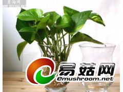 批发加工定做玻璃瓶玻璃花瓶图2