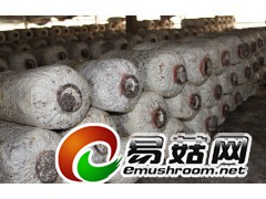 供应菌棒图1
