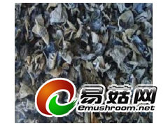 黑木耳图1