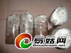 茶树菇 液体菌种 发酵罐 培养基 营养料 培养料图2