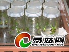 供应菌种瓶组培瓶培养瓶图1
