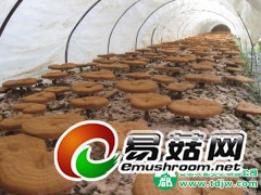 大量供应黄山灵芝图1