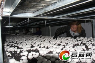 呼圖壁縣食用菌產(chǎn)業(yè)成為農(nóng)民新的增收點(diǎn) ()