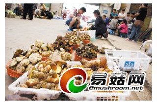 牛肝菌大量上市 價格“腰斬” ()