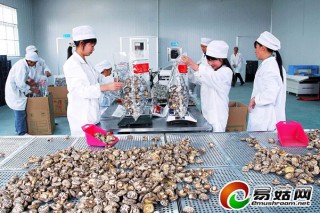 從“提籃小賣”到躍居全國首席—解析隨州市打造食用菌出口全國首強(qiáng)路徑 ()