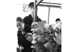 花生殼做菌包 一天獲利2000元 ()