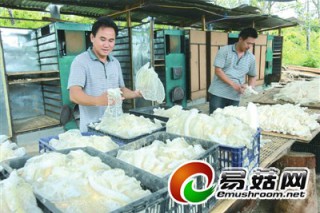 三亞育才11250公斤竹蓀全部銷往島外　　 ()