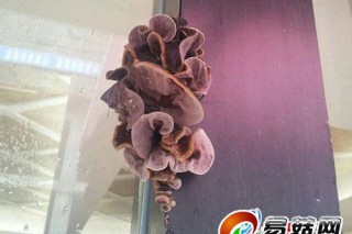 晉江一公司內(nèi)木頭門框里長了朵紫色木耳（圖） ()