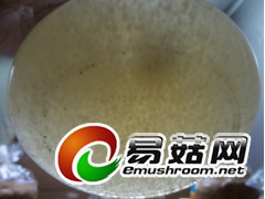 液体菌种高效培养基-海鲜菇-白玉菇-灰树花-灵芝-蟹味菇图2