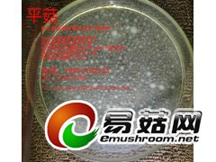 秀珍菇 凤尾菇 姬菇 液体菌种发酵罐 培养基 培养料 营养料图1