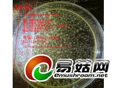 金针菇 液体菌种天然配方 发酵罐 培养基 营养料 培养料图1