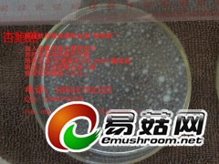 杏鲍菇 液体菌种天然配方 发酵罐 培养基 营养料 培养料图2