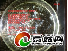 猴头菇 液体菌种 发酵罐 培养基 营养料 培养料 免煮配方图2