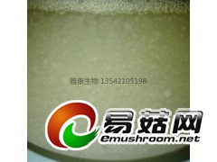 液体菌种高效培养基-海鲜菇-白玉菇-灰树花-灵芝-蟹味菇图3