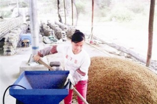 大學(xué)生創(chuàng)業(yè)不是“說走就走的旅行”  種蘑菇不到一個月黯然放棄 ()