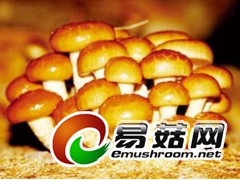 常年收购滑子菇图1