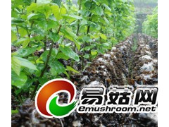 求购香菇、木耳图1