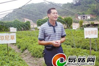 武平邱福平：“仙草大王”點(diǎn)草成金 惠及千萬農(nóng)戶 ()