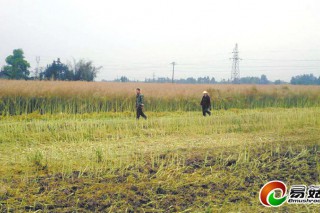 成都地區(qū)秸稈不再“烽火燎原”　蘑菇基地收購大量秸稈作有機(jī)肥 ()