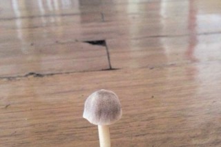地板上的小蘑菇提醒您潮熱天氣注意防潮　 ()