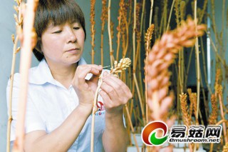 天麻規(guī)模化種植基地推行有性繁殖技術(shù)產(chǎn)量高 ()