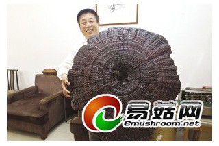 直徑超過1.3米的巨型靈芝現(xiàn)身杭州 ()